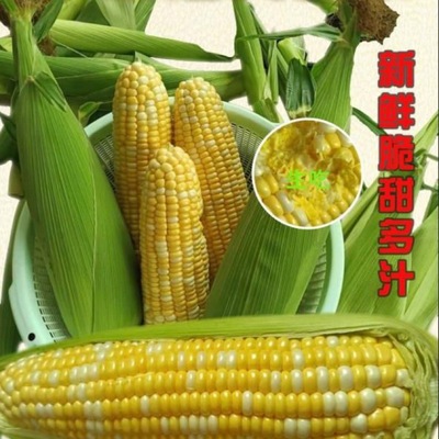 Fruit Corn wholesale fresh Sweet corn Now pick Now send Yellow and white fruit Fragrant and sweet Tasty