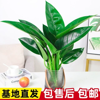 水培大金钻盆栽 大叶绿公主室内桌面净化空气吸甲醛水养绿植盆景