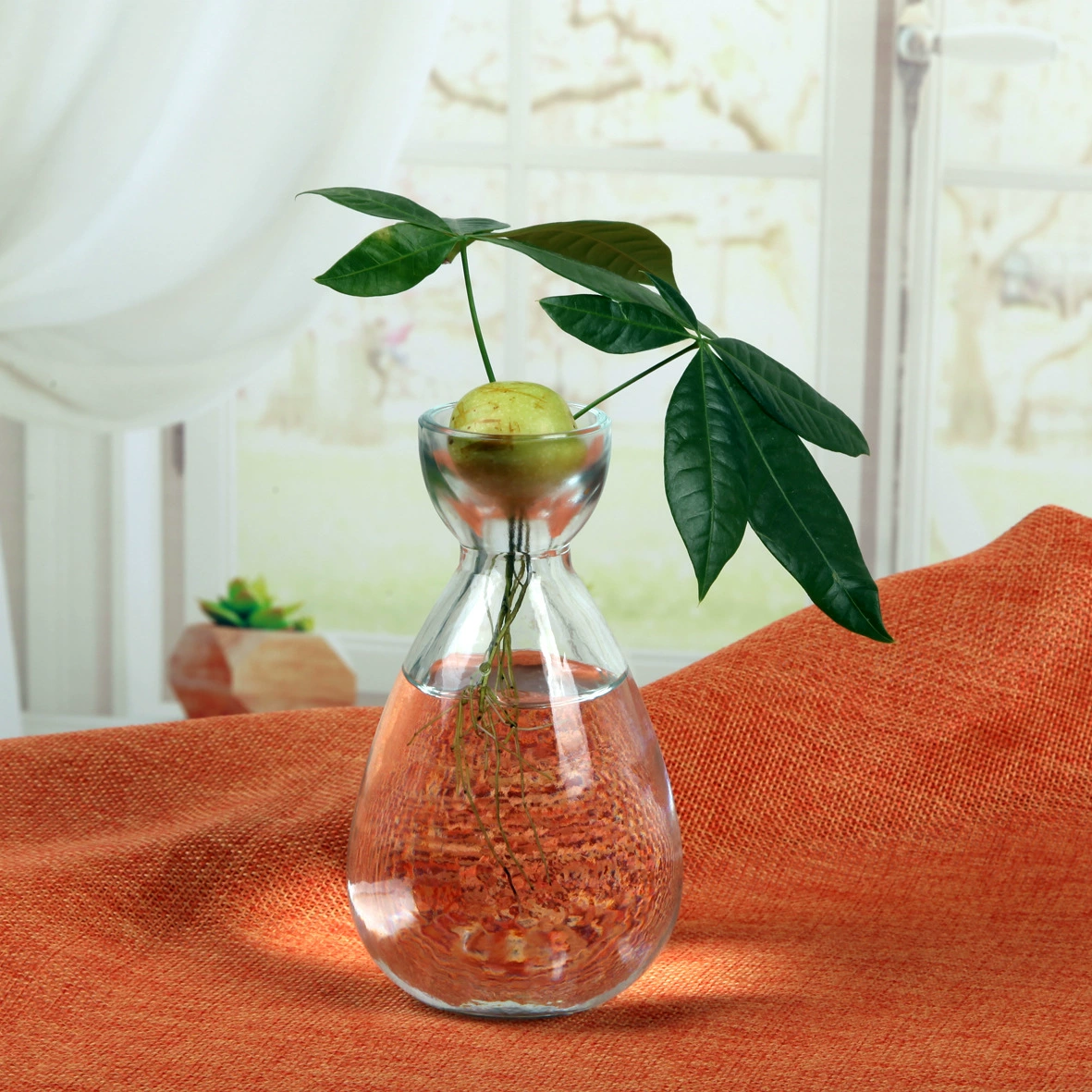 Авокадо семена гидропонная стеклянная ваза авокадо