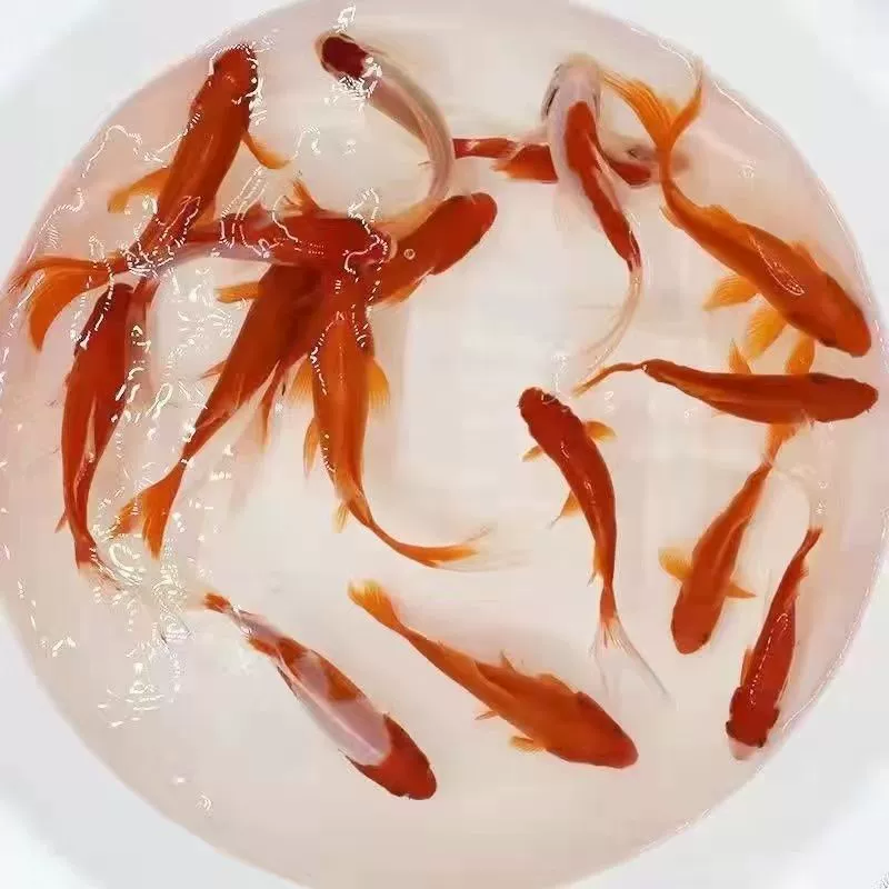 Живая карп koi золотой (декоративный), разноразмерные 4–15 см, оптовые пакеты и варианты комплектов