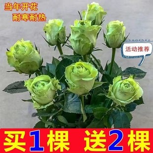 Dropshipping [Buy One, Get Three] Rose Seedlings, Old Piles, Blooming in All Seasons, Large Florals, Fragrant Potted Florals