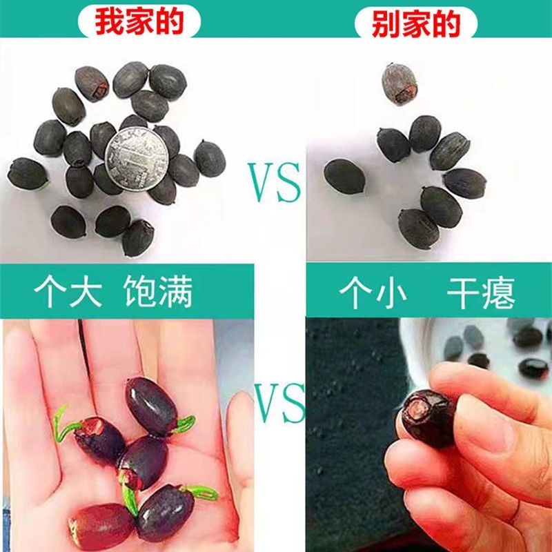 ボウル蓮水耕植物花屋内花は育てやすい四季咲き種子水育て蓮鉢植えリビングルーム睡眠国|undefined