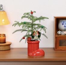 南洋杉圣诞树盆栽客厅办公室植物桌面家居摆件绿植节日氛围感礼物