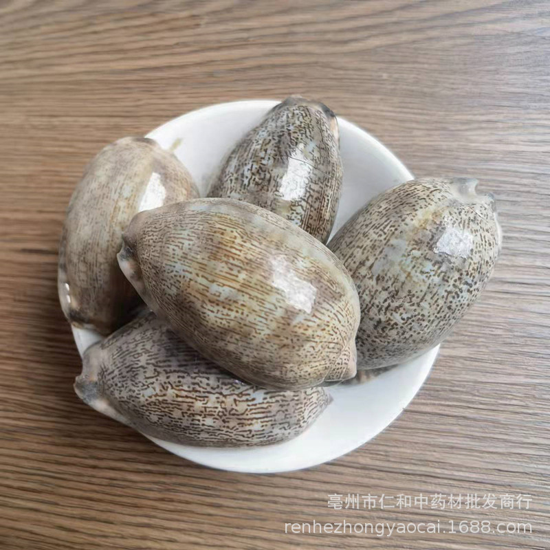 Purple Cowrie Shell Zi Bei Chi Dried Mineral Herb Traditional TCM Ingredient key features