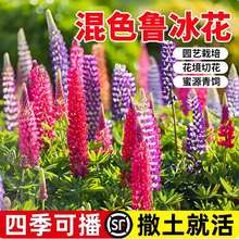 NȶNѴ쾰^ͥԺ̨ļ׷NܷN