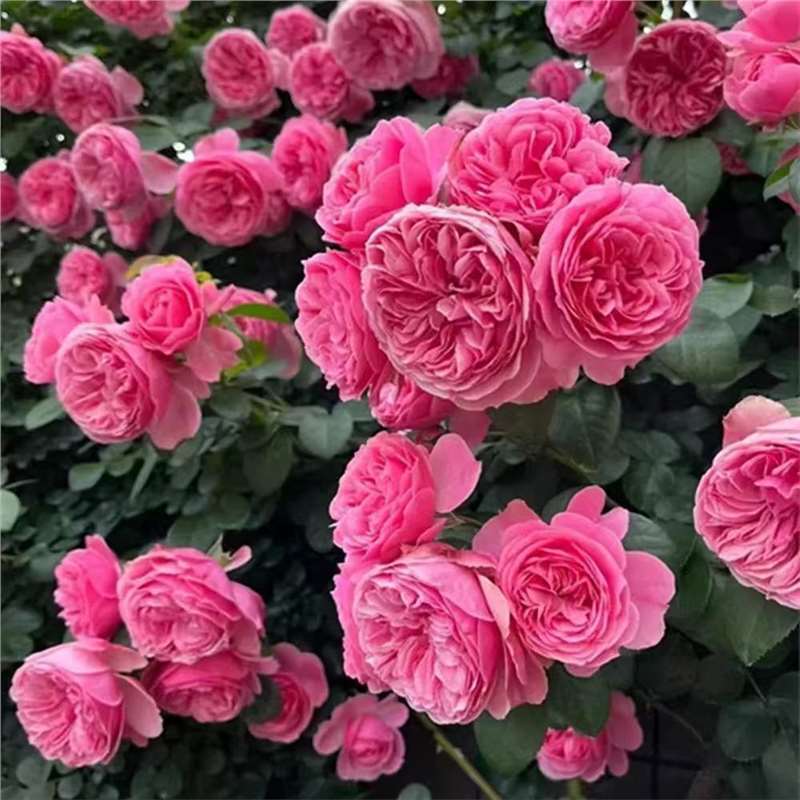 四季咲きのバラの花苗、特大の花つる苗、屋内外のバルコニー鉢植えバラ|undefined