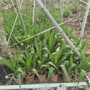 2306 flower beds supply safflower manshu orchid potted bag seedlings 30-100cm high courtyard garden green plants