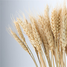 ԭɫ��Ȼ����ɻ����_�I�����S��ֱ�N�������l���뻨�@�b���