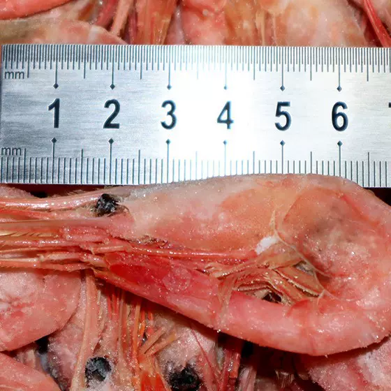 格陵兰北极虾5kg深海甜虾腹籽多规格日料海鲜批发冰虾长额虾头籽