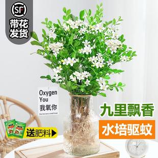 Indoor Mosquito-Repelling Green Plants, Hydroponic Plants, Flower Water Culture Potted Seedlings, Horsewood, Hanging Bells, Four-Season Blooming Flowers