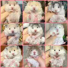 ���B�Lë������z�ܻ���ɐ�ϡ�о�ë�ڻ��۲������y��������}��