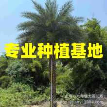 福建移栽中东海枣树 浙江弯杆银海枣价格 江西控根器中东海枣批发