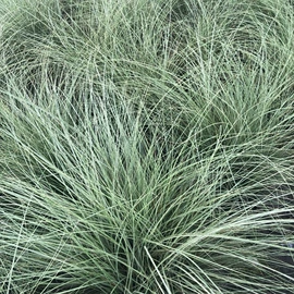 盆栽;一二年生花卉;灌木