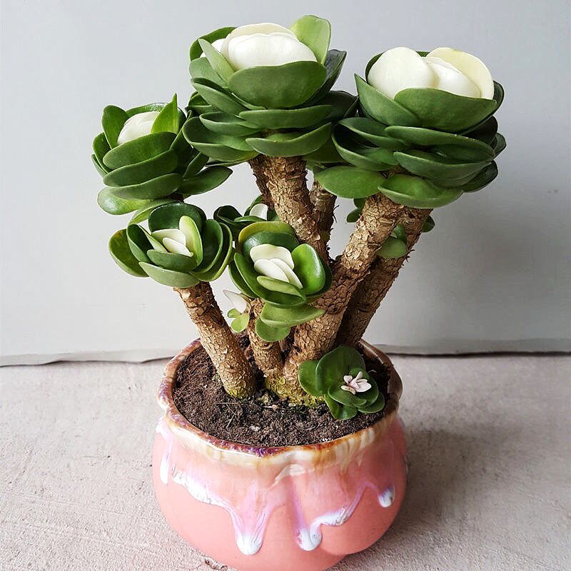 Money Wood Old Stump Succulent Plant Potted Indoor Living Room Radiation-Proof Green Plant Florals for Novices to Grow Flowers and Plants in All Seasons