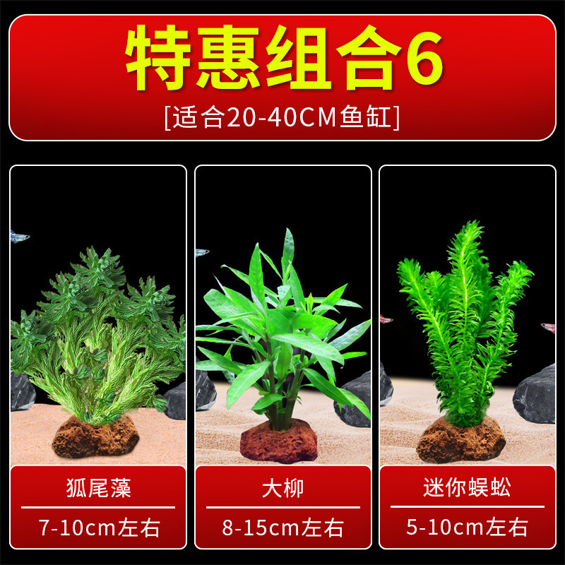火山石水植物鱼缸净化水质懒人造景摆件全套底砂套餐性真|undefined