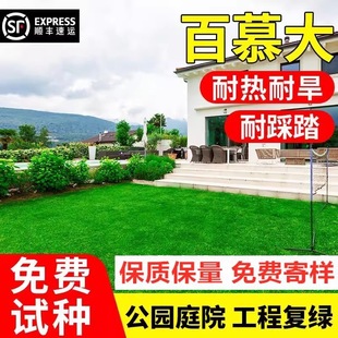 Bermuda Grass Seeds, Dwarf, No-Pruning Lawn Seeds, House Courtyard Greening, Trampling-Resistant, Cold-Resistant, Drought-Resistant, Evergreen in All Seasons
