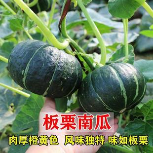 �G�����ϹϷN�Ӹ߮a�������ؐؐζ����Ŵ�۴��ﶬ�߲˷N�����ļ�