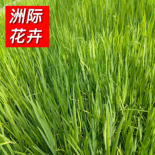 �S���Sβ �S����ˮ������ˮ�� ͦˮֲ���~�������G��ֲ��ˮ���Sβ