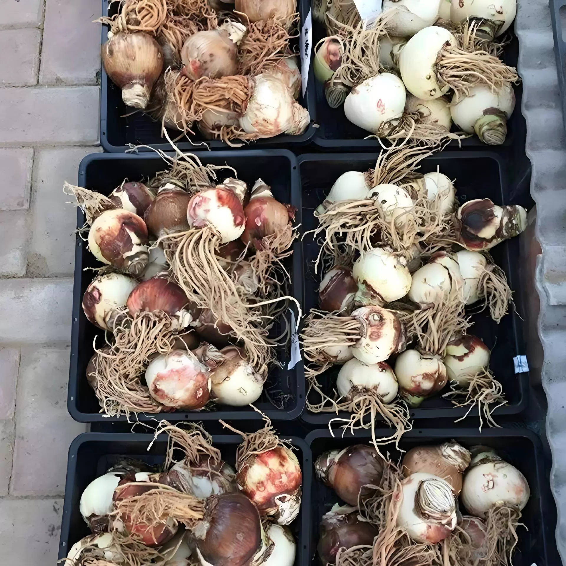 Жариновый красный шарик для семян