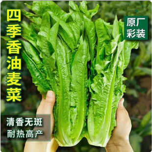 A Complete Collection of Rapeseed Seeds, Rapeseed Seeds, Four-Season Potted Plants, Spring, Autumn and Winter Vegetable Seeds, Farm Peacock Seeds