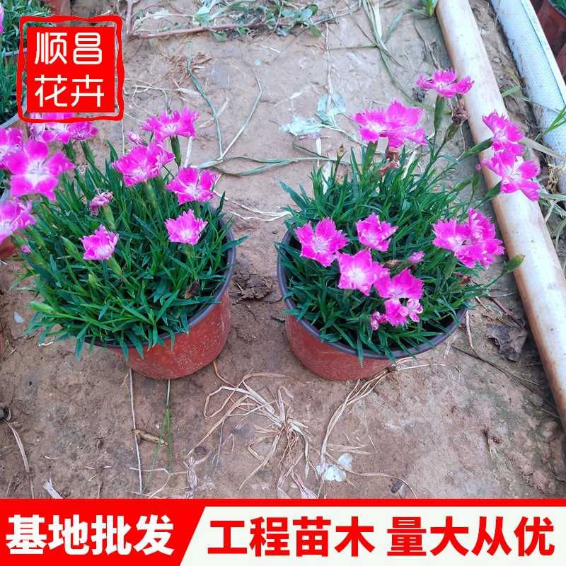 Большая чашка Европейского Dianthus в горшке Оптовая Инженерная рассада Маленькая чашка Корневая земля и база Шаньдун Оптовая рассада европейских Dianthus