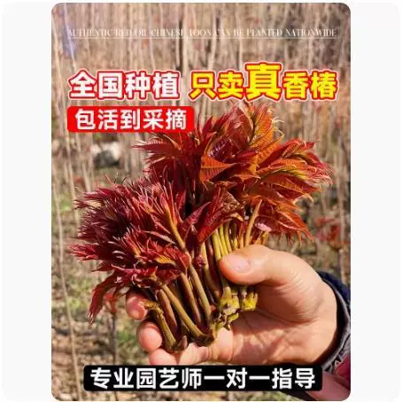 Tuona (Toona sinensis) красно-листная саженец, съедобные ароматные весенние почки — саженцы 1–12 лет, 40–110 см
