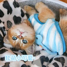 批发小猫衣服冬季幼猫奶猫2个月特小茶杯吉娃娃鹿犬幼犬狗狗背心