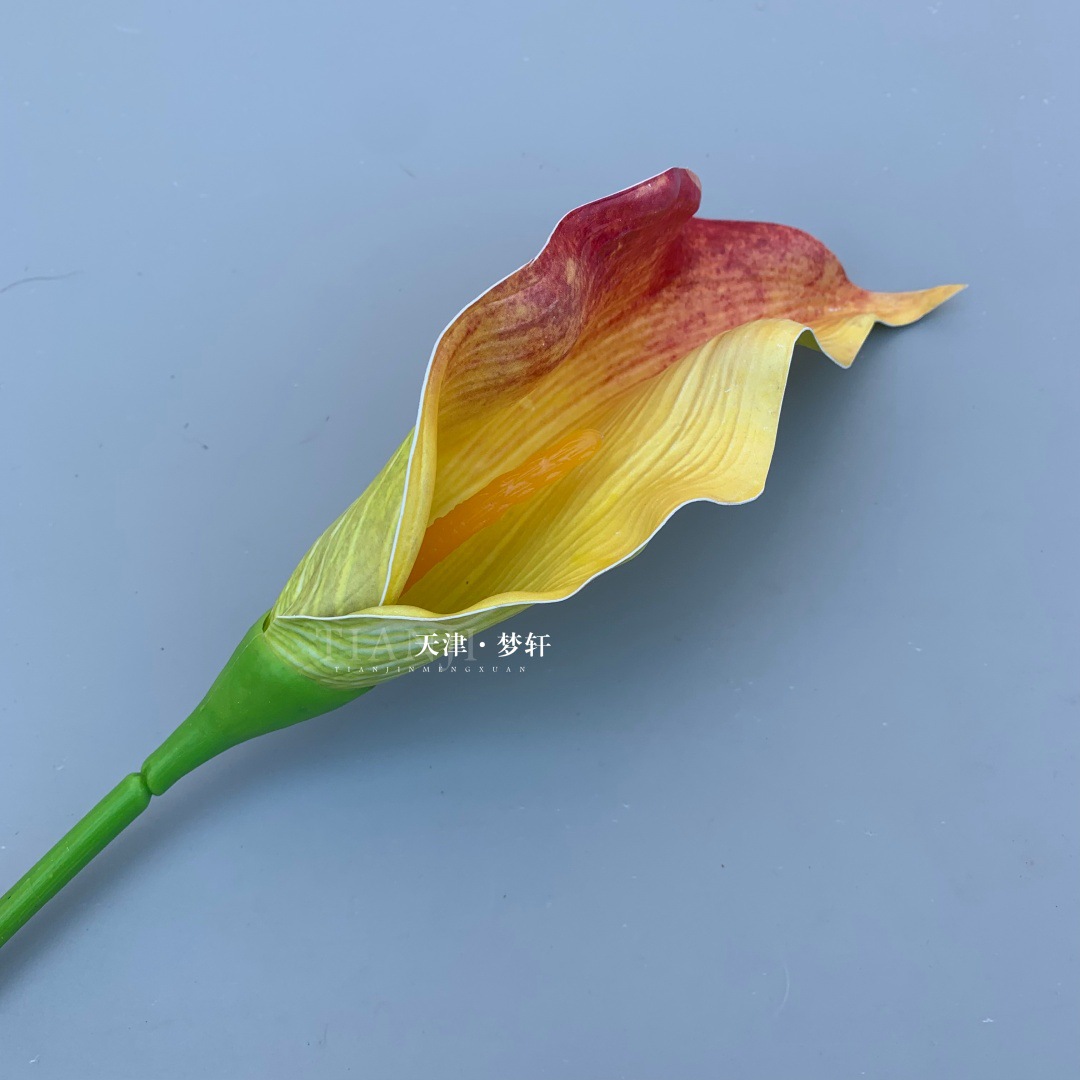 Calla lily - tangerine orange
