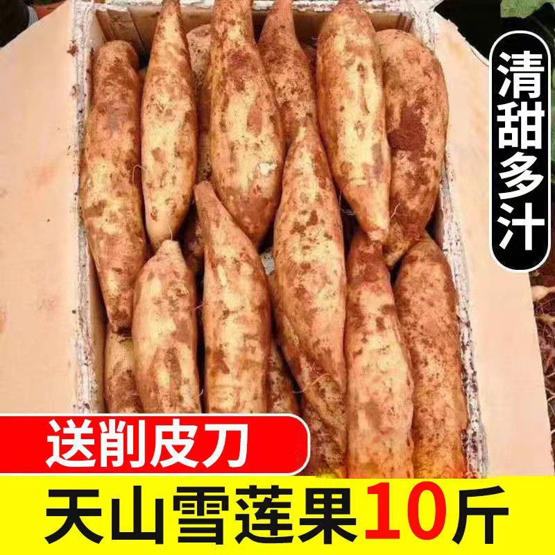 Yunnan Tianshan snow lotus fruit fresh seasonal pregnant woman fruit red heart snow lotus large fruit whole box jin free shipping