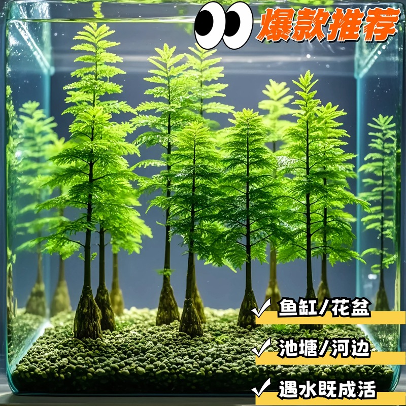 메타세쿼이아 2cm 두꺼운 것