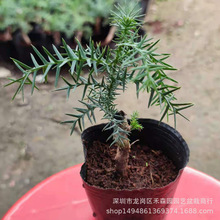 澳洲杉盆景小型造型苗不老松室内办公桌面名贵微景观四季常青绿植
