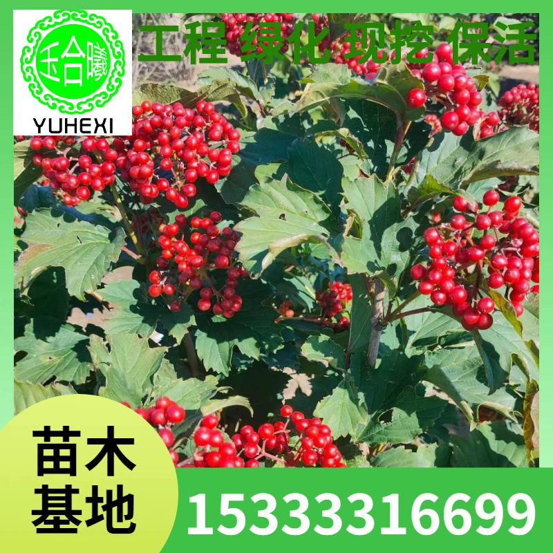 Тяньму Ционхуа, куриное дерево, Cornus officinalis, цветочный контейнер для головы Будды, саженцы чашек, листопадные кустарники, декоративные цветы для живописной зоны двора