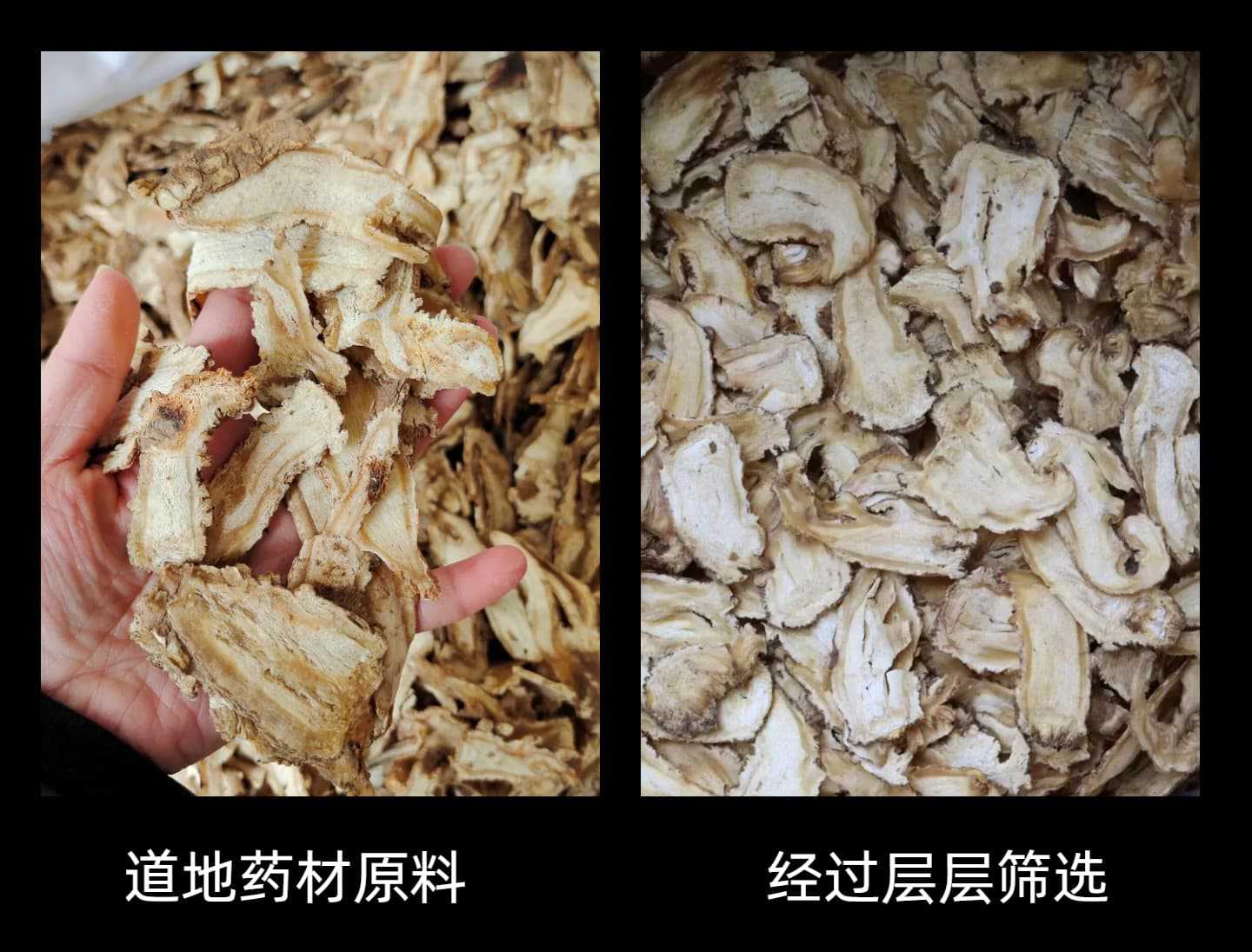 Premium Dang Gui Head Slices Chinese Angelica Root Tea Grade 50g 250g 500g Minxian Gansu quality and texture
