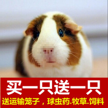 荷兰猪活宠豚鼠活体幼体宠物荷兰鼠幼崽荷兔彩豚黑豚逆毛家养幼体