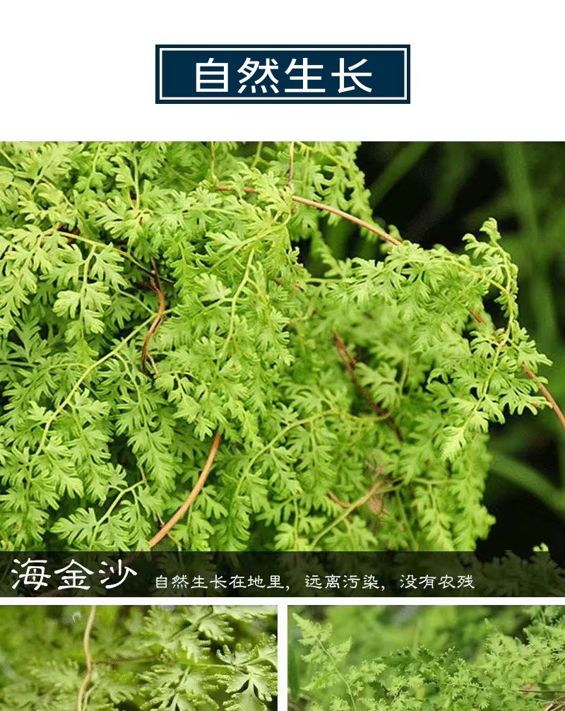 Hai Jin Sha (Lygodium japonicum Spore) — Wild-Harvested Jiangxi Cleared Herb, 500g overview