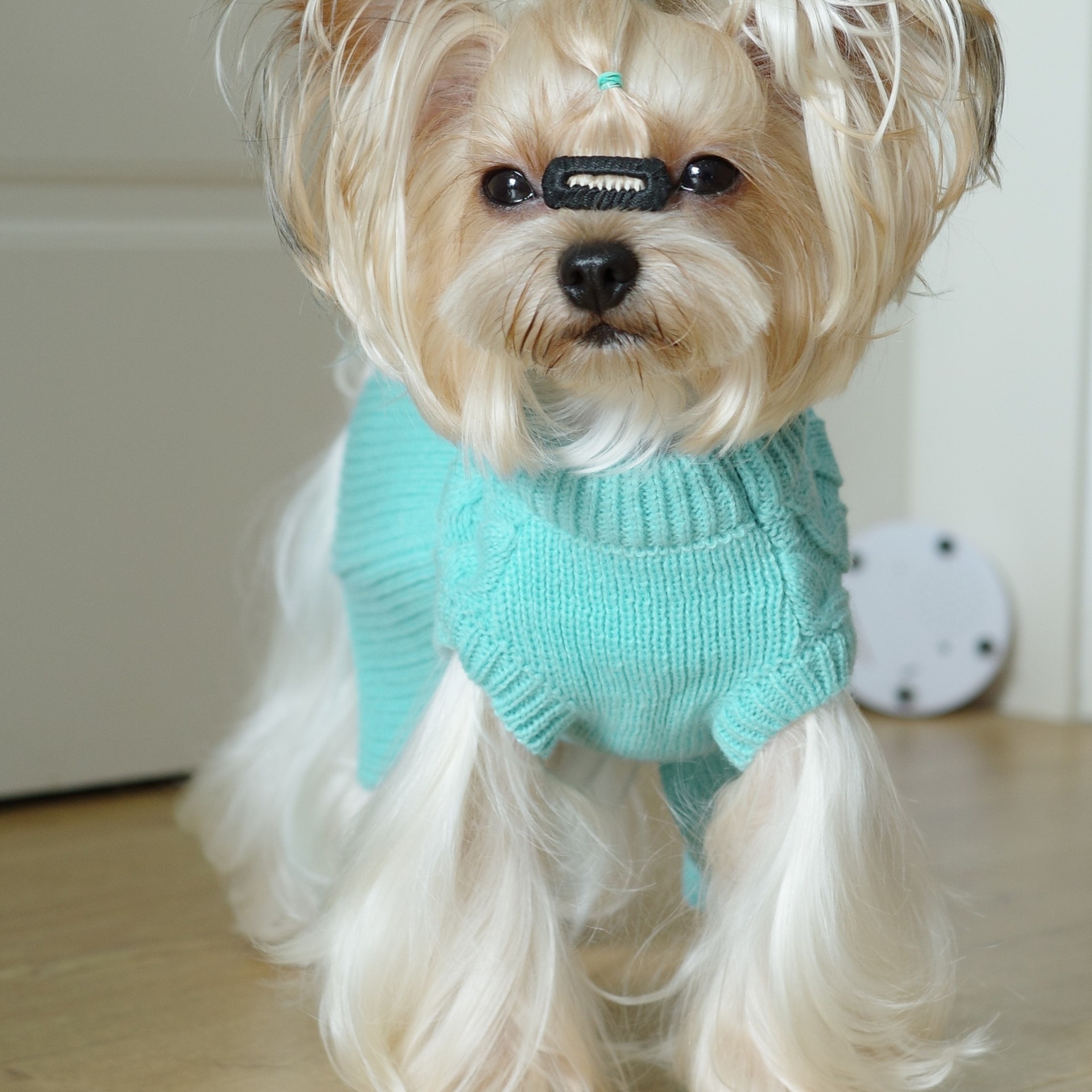 Pull tricoté pour chien, automne et hiver, vêtements torsadés pour animaux de compagnie, petit chien, Teddy Bichon, vêtements chauds, rose, bleu
