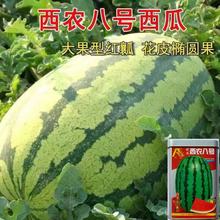 精选西农八号西瓜种子籽 西农8号抗病花皮抗重茬西瓜种子