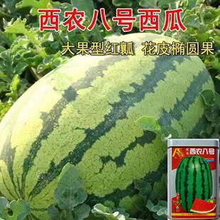 ���x���r��̖���ϷN���� ���r8̖������Ƥ���ز����ϷN��