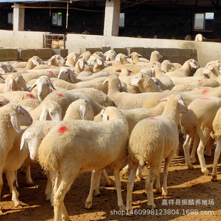 ��������uСβ����Nĸ���^̥������^�Ų��d������Bֳ