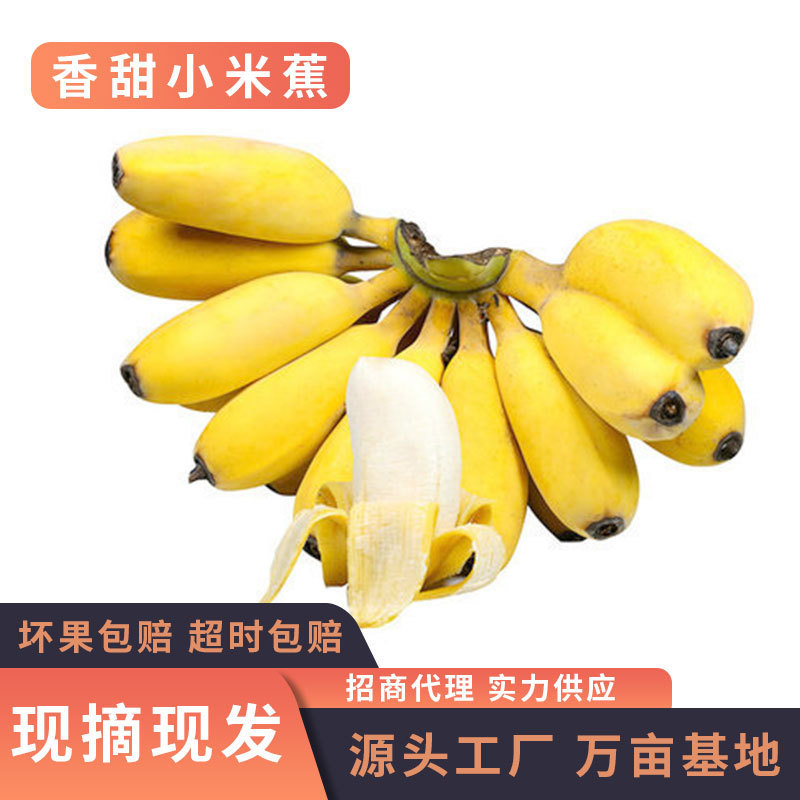 Guangxi Xiaomi Banana 5/ 4.5kg Fresh Rice Banana Fruit Freshly Picked Non-Beauty Banana Emperor Banana Dropshipping