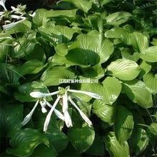 Nͺꎶ񴺰QݻѷNNӰ]