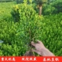 庭院小叶瓜子树苗黄杨苗