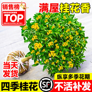 𻨘Ϙ𵤹Gֲ޽ļ̨҃