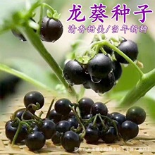 Ұ�������ѷN�����������ѷN����Ʒ�NҰ�����Ѹ����֭�I�B�S��