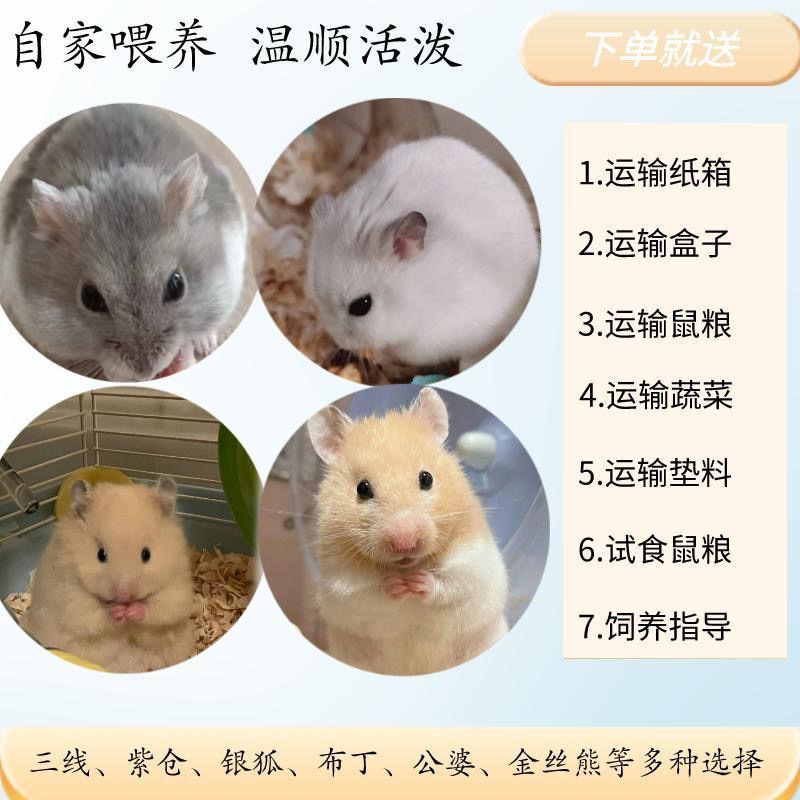 包邮包活到家仓鼠侏儒鼠三线布丁紫仓银狐好养金丝熊米熊虎纹便宜