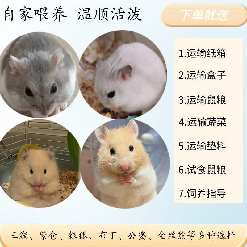 Бесплатная доставка, хомяки, гномы, трехлинейный пудинг, фиолетовый склад, серебряная лиса, легко держать, золотой медведь, рисовый медведь, тигровый узор, дешево