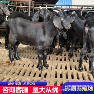 ����Сβ������^���� Ŭ�ȁ���ɽ�����ĸ�����l �F�����x