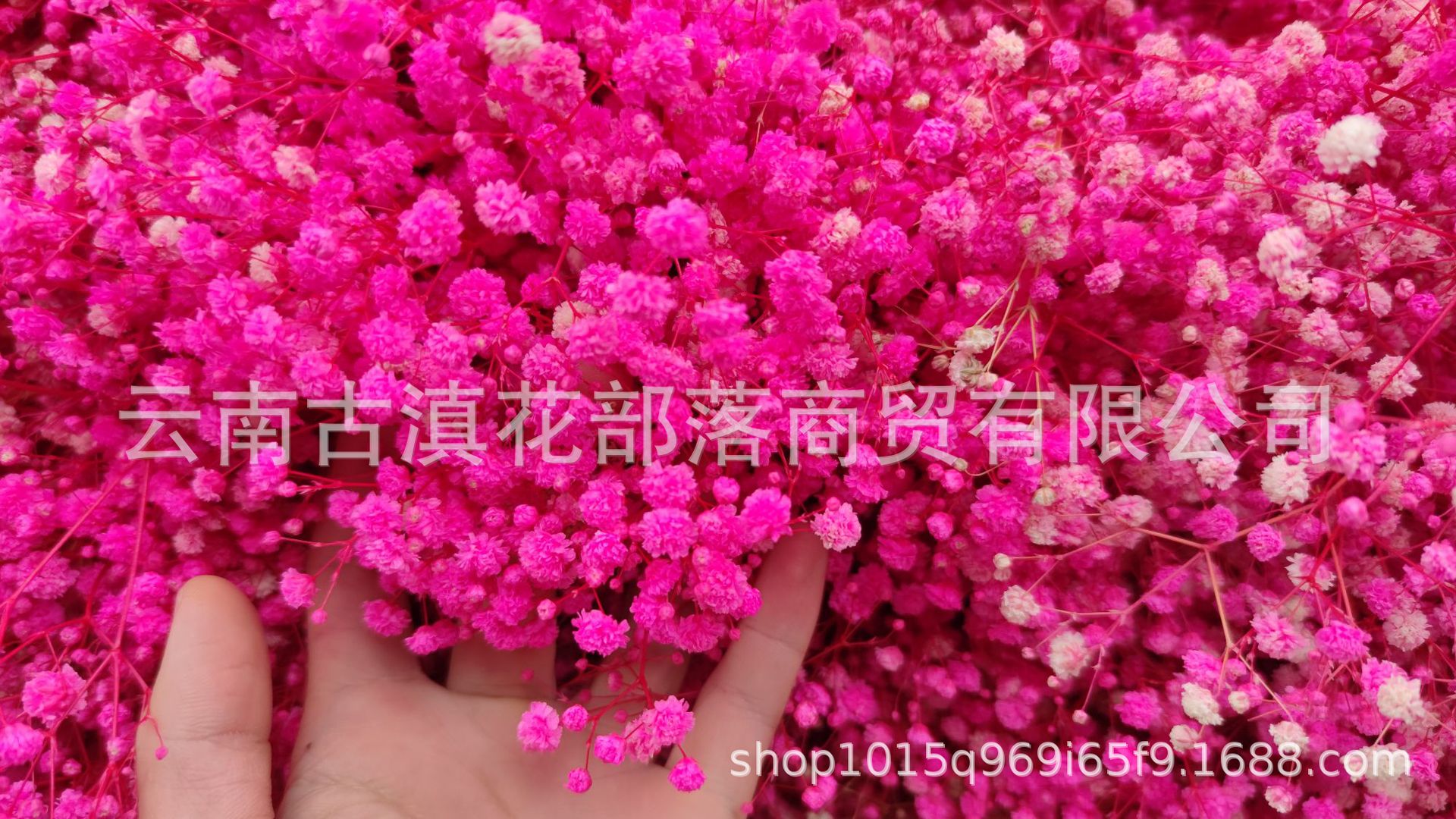 87bafe02329b7ca2ba26b33f085069