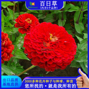 Wholesale of Zinnia Seeds for Engineering Greening, Step-By-Step Seedlings, Four-Season Flower Fields, Flower Mirrors, and Wholesale Flower Seeds