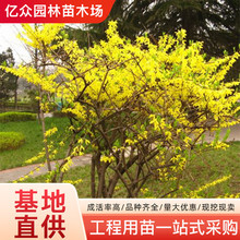 连翘花苗园林绿化攀缘花卉庭院植物盆栽连翘苗金钟罩花黄老虎树苗